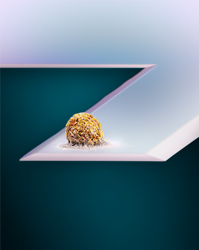 Tracking a cell’s mass in real time: a new indicator of cell physiology