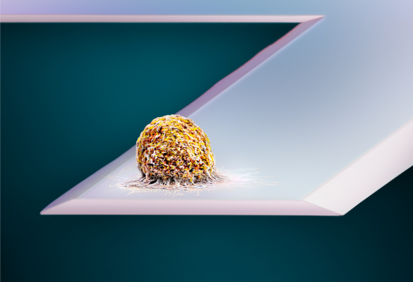 Tracking a cell’s mass in real time: a new indicator of cell physiology