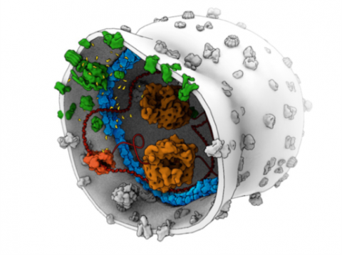 Building a Synthetic Cell