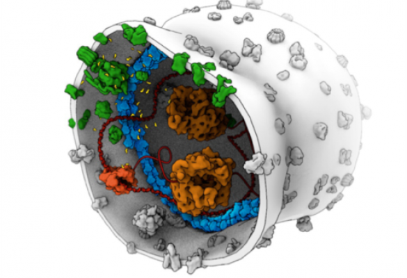 Building a Synthetic Cell